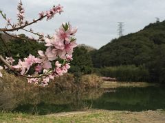 景点-新建村梅花