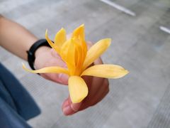 -瑞丽独树成林风景区