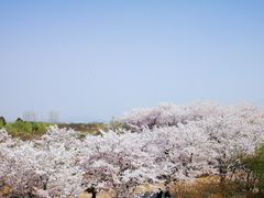 -天王浮山樱花园