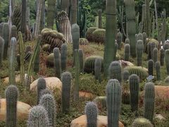 -深圳仙湖植物园