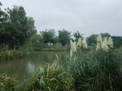 -梁鸿国家湿地公园