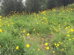 -松山湖梦幻百花洲