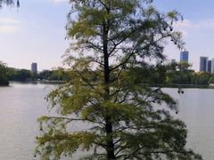 -海珠湖公园