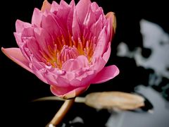 -上海辰山植物园