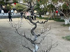 -梅园
