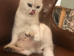 -猫小院猫主题餐厅(三里屯店)