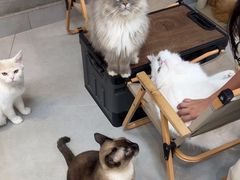 -Heymao猫咖.咖啡厅(东门店)