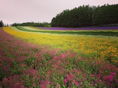 -富田农场