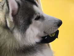 -Husky Go! 哈士奇体验馆·宠物咖啡厅狗咖