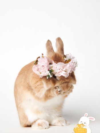 结婚纪念日带兔宝子去拍了套合照