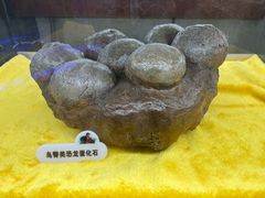 -诸城市恐龙博物馆