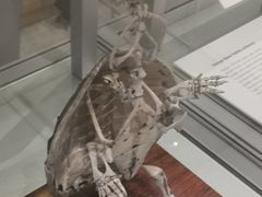 -墨尔本博物馆(Melbourne Museum)