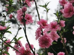 -桃花涧