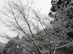 -庐山风景区花径公园