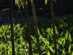 -深圳龙潭公园