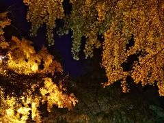 -三里屯东五街银杏大道