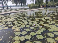 -白洋淀景区