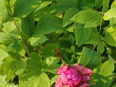 -龙大花卉苗木市场