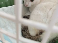 -思琪宠物医院(昆山花桥店)