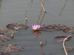 -大湾区中央湿地公园