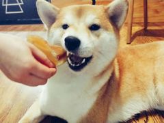 -柴务处·柴犬主题狗咖