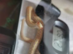 -酷以爬仙阁实体爬宠店·守宫·蜥蜴·专业繁育