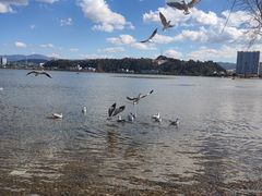 -洱海月湿地公园