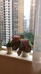 -久匠半永久纹眉