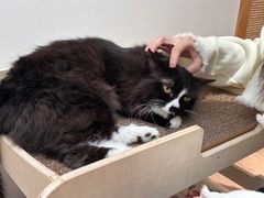 -有猫主题·治愈系猫咖(曾厝垵店)