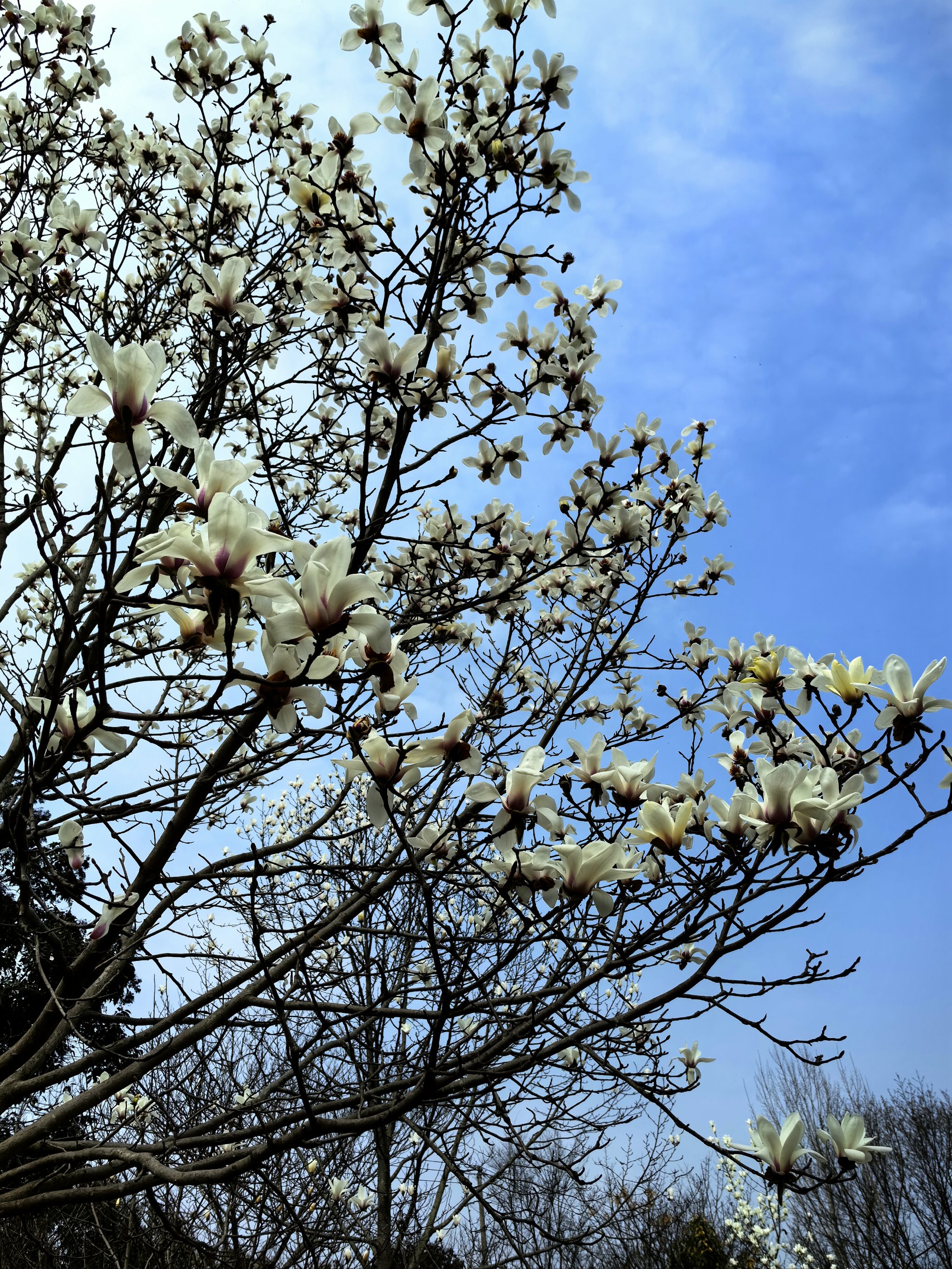 春天最美的花就是桃花吧