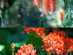 -上海辰山植物园