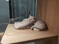 -BABIT巴比特宠物(MOMOPARK店)