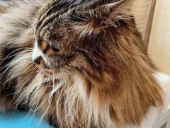 -Anne猫窝咖啡屋