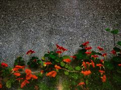 -伊莎贝拉嘉纳艺术博物馆