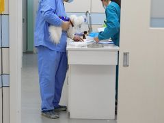 -中农国际动物医院24小时·猫科·骨科·急重症中心
