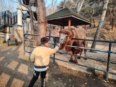 -大连森林动物园