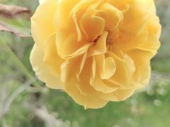 -都江堰玫瑰花溪谷