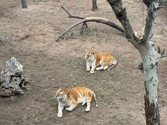 -西霞口神雕山野生动物世界