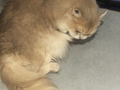 -琪喵猫屋·撸猫猫咖·猫舍