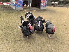 -前小桔亲子创意农场·草莓采摘·露营烧烤