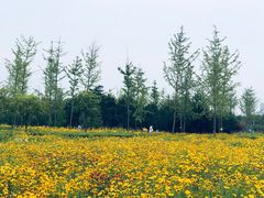 -洨河生态公园