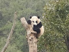 -卧龙中华大熊猫苑神树坪基地