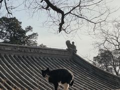 -大觉寺-停车场