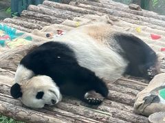 -大连森林动物园