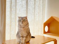 -Catmate·猫肥家润(金润铂宫店)