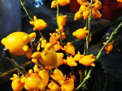 -循礼门鲜花花市(武汉循礼门店)