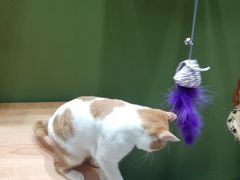 -猫亿天猫咖