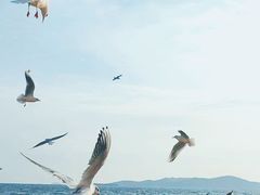 -栈桥景区