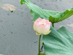 -荷塘月色湿地公园·向阳花洲