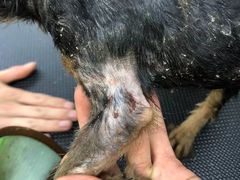 -芭比堂动物医院·犬猫全科·异宠专科(雁塔分院)